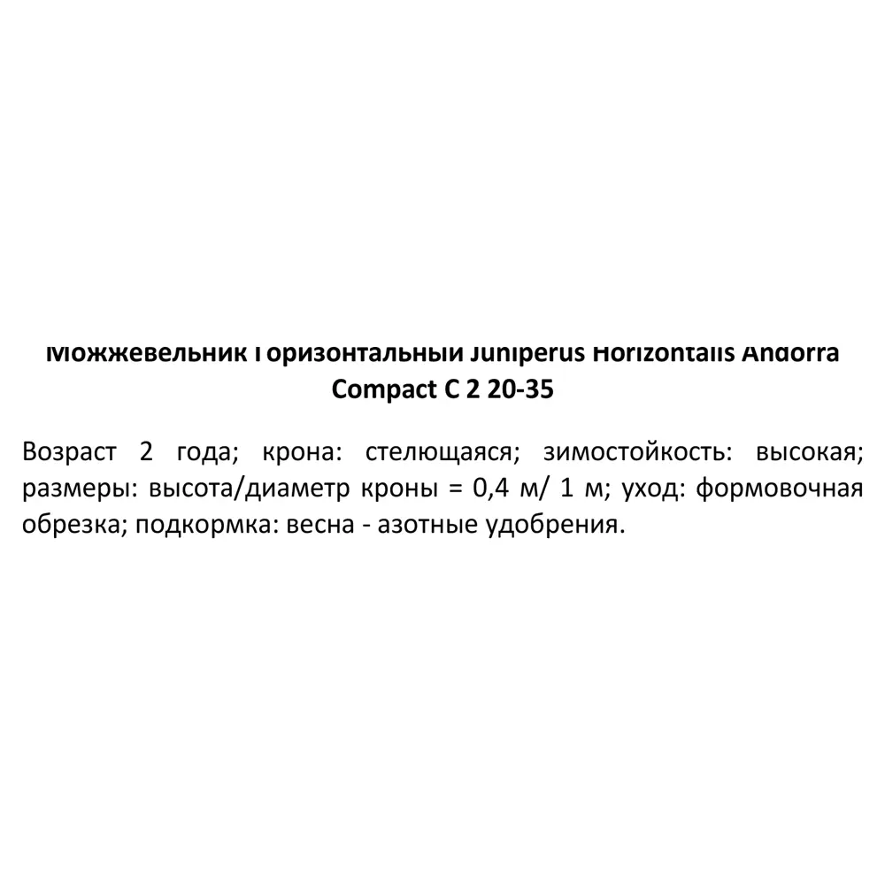 Можжевельник горизонтальный «Андорра Компакт» С2, 20-25 см 81969333 STLM-2173487 PLANTMARKET  - Вид №2