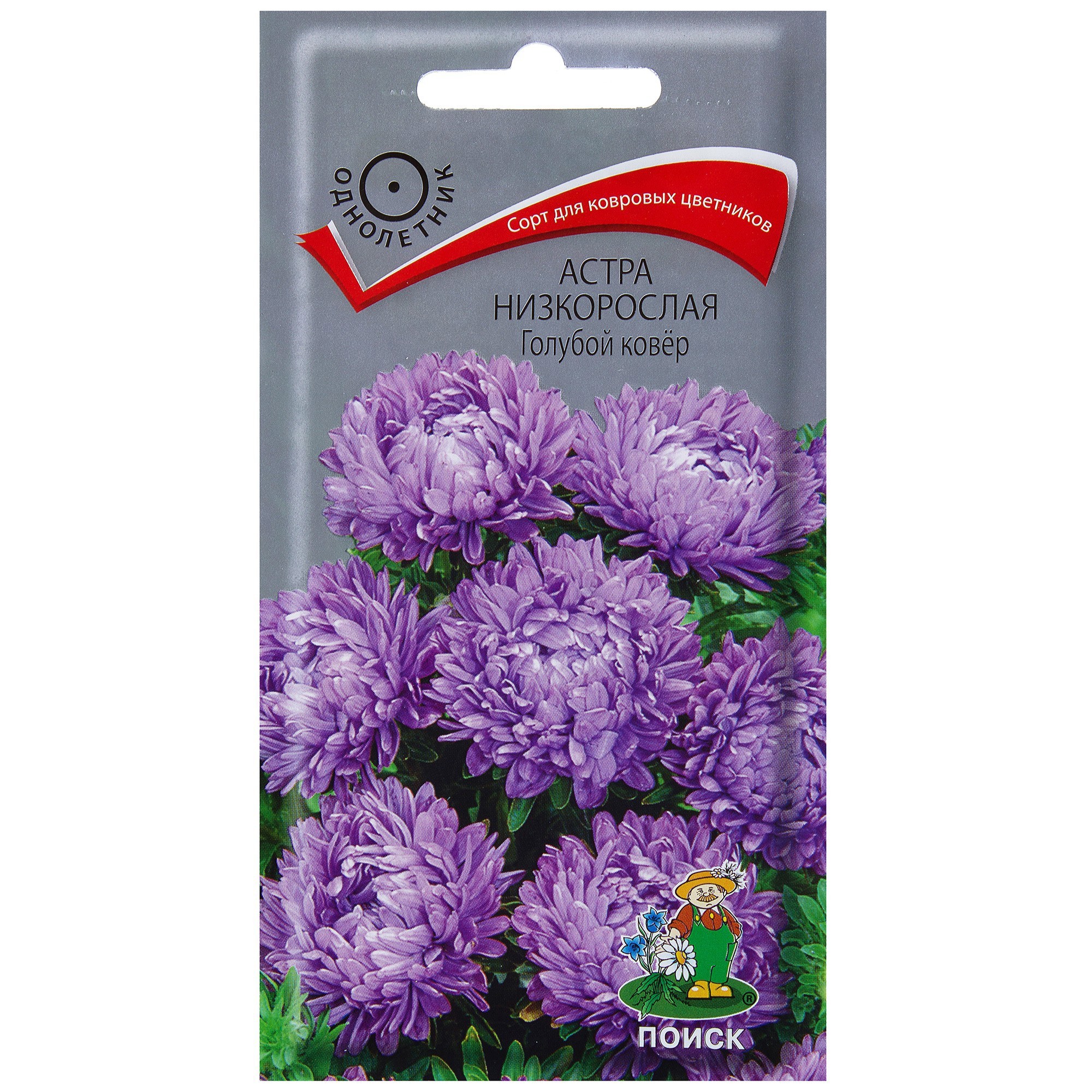 Астра низкорослая «Голубой ковёр» Santreyd - компактный однолетник для сада 17229469 STLM-0007712