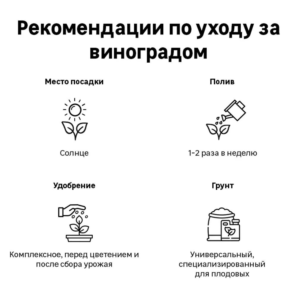 Виноград плодовый Августин h40 см 83791401 STLM-2077665 Santreyd  - Вид №3