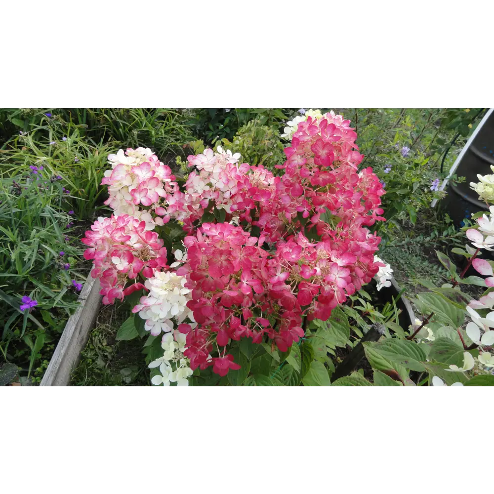 Гортензия метельчатая «Вимс Ред» 9x15 см 82625250 STLM-2009565 PLANTMARKET 