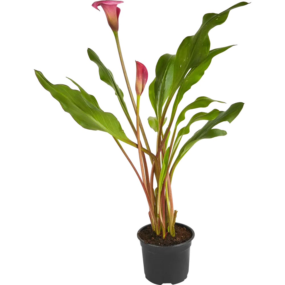 Калла Santreyd — изящное комнатное растение с сердцевидными листьями 83248198 STLM-0956759 - Вид №3