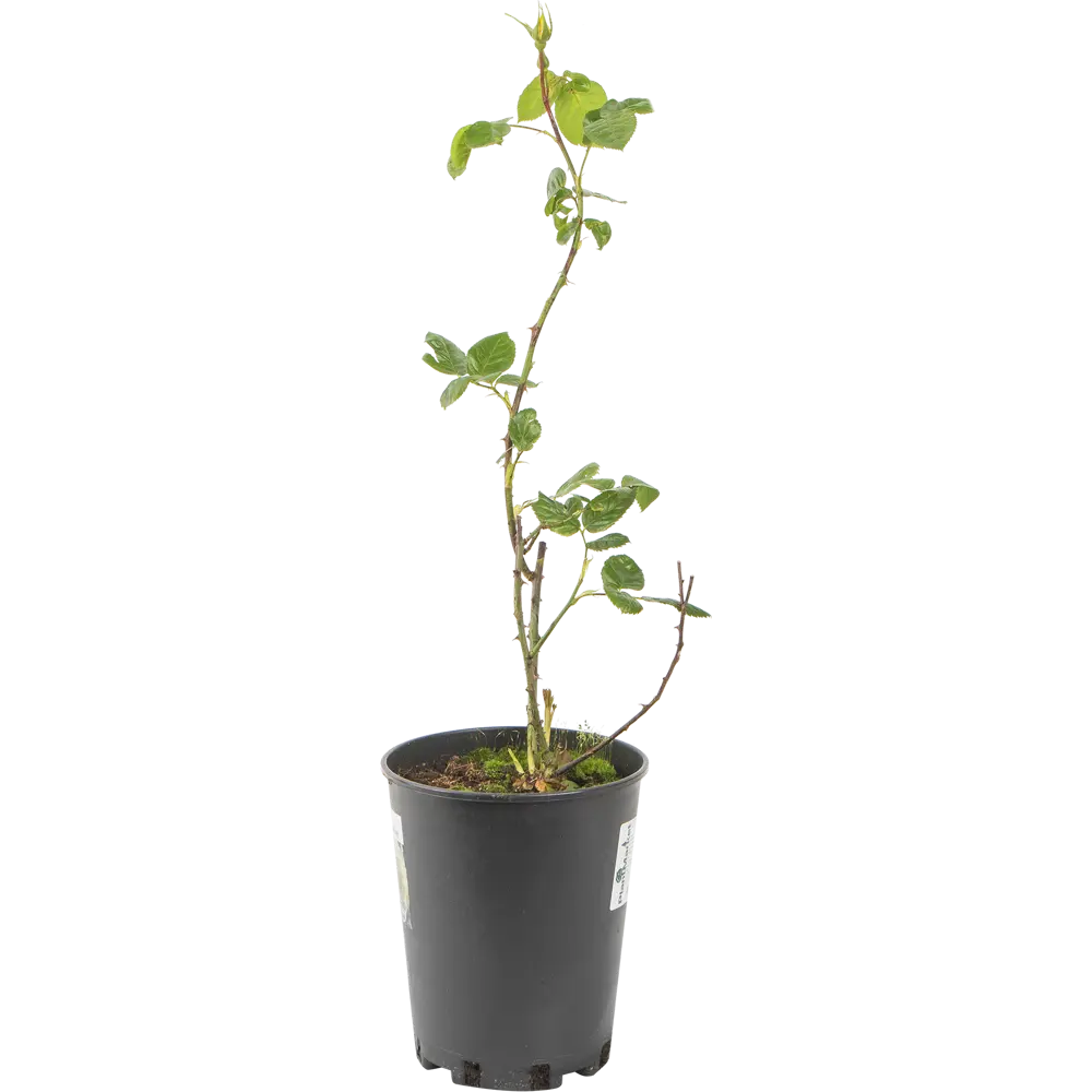 Роза плетистая «Голден Гейт» 19x55 см PLANTMARKET STLM-2193005