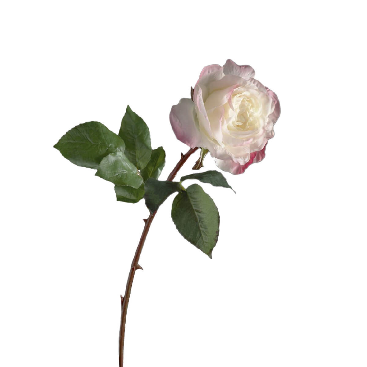 210151-54 ABHIKA РОЗА ГОЛЛАНЧИЯ ОТКРЫТА PINKCREAM 