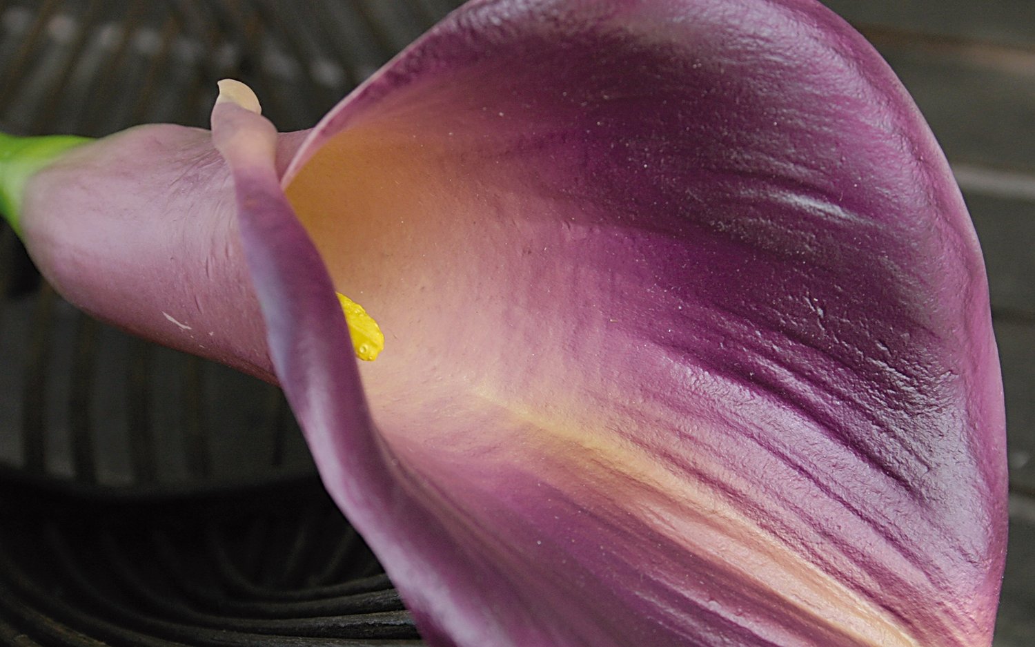 3830 290 a3 Синтетическая калла, 71 см, real touch soft, пурпурный H-andreas 