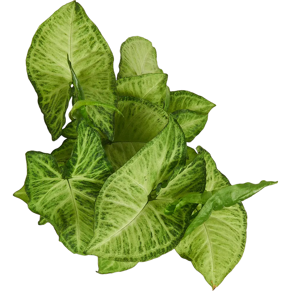 Santreyd Сингониум микс — изящное комнатное растение с декоративными листьями 82741703 STLM-0035271 - Вид №1