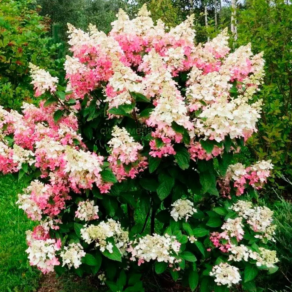 Гортензия метельчатая Биг Бен ø19 h30 см PLANTMARKET STLM-2003164