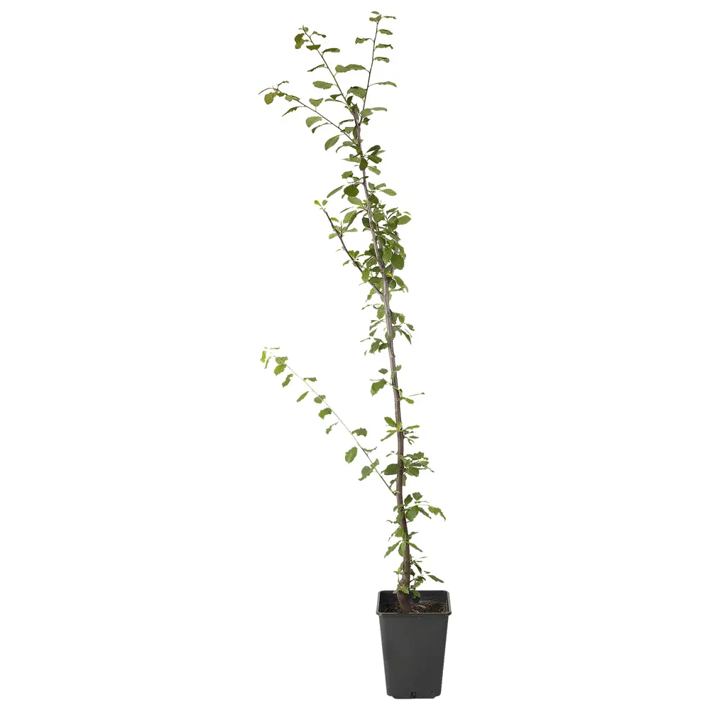 Слива Орловская мечта пакет PLANTMARKET STLM-2050125 - Вид №1