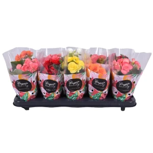 Бегония Дабл микс - цветущее комнатное растение в горшке ø9 см 89434482