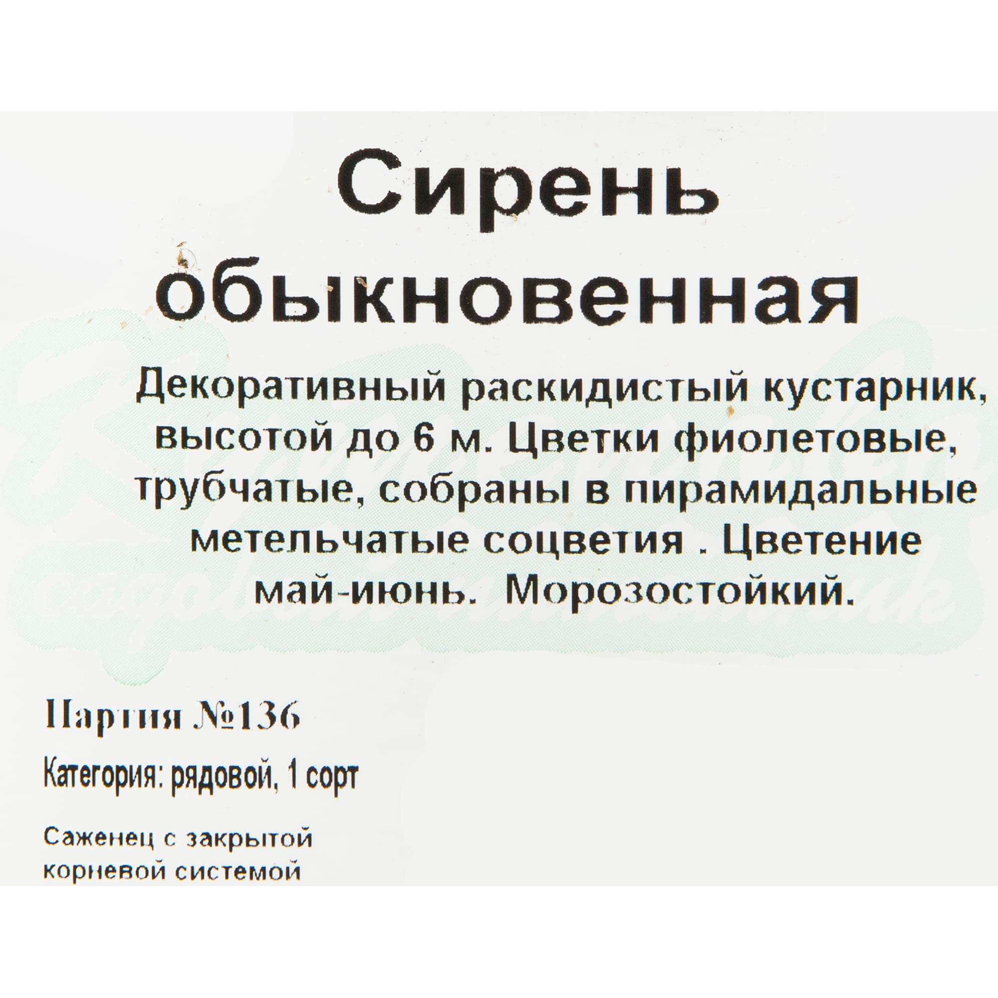 81954834 Сирень обыкновенная С2 h40 Santreyd  - Вид №2