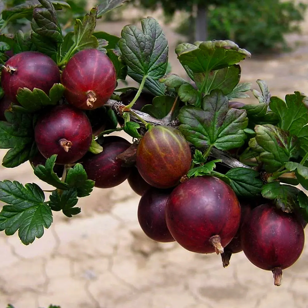 Крыжовник Командор от Santreyd - сильнорослый саженец с темно-красными ягодами 84347432