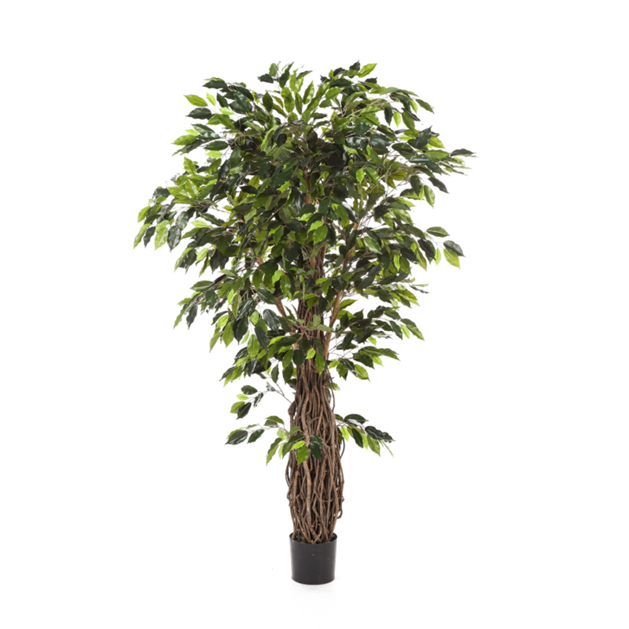 2000983189899 Фикус Лиана де люкс 210 см UMAGE 