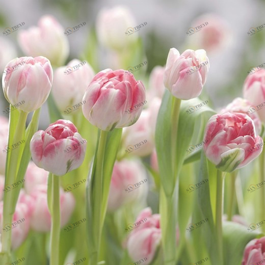 8-708-Secret-Garden Фотообои Komar Imagine Edition 2 254х368 м 8708SECRETGARDEN