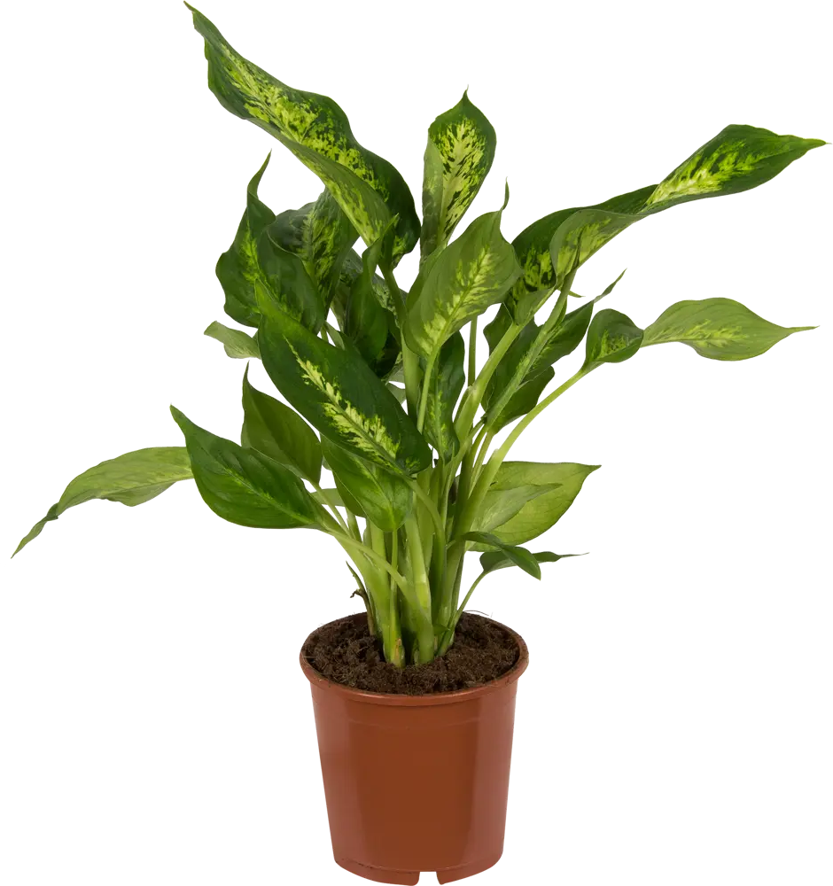 Диффенбахия микс Santreyd — тропическая роскошь для интерьера 14032361