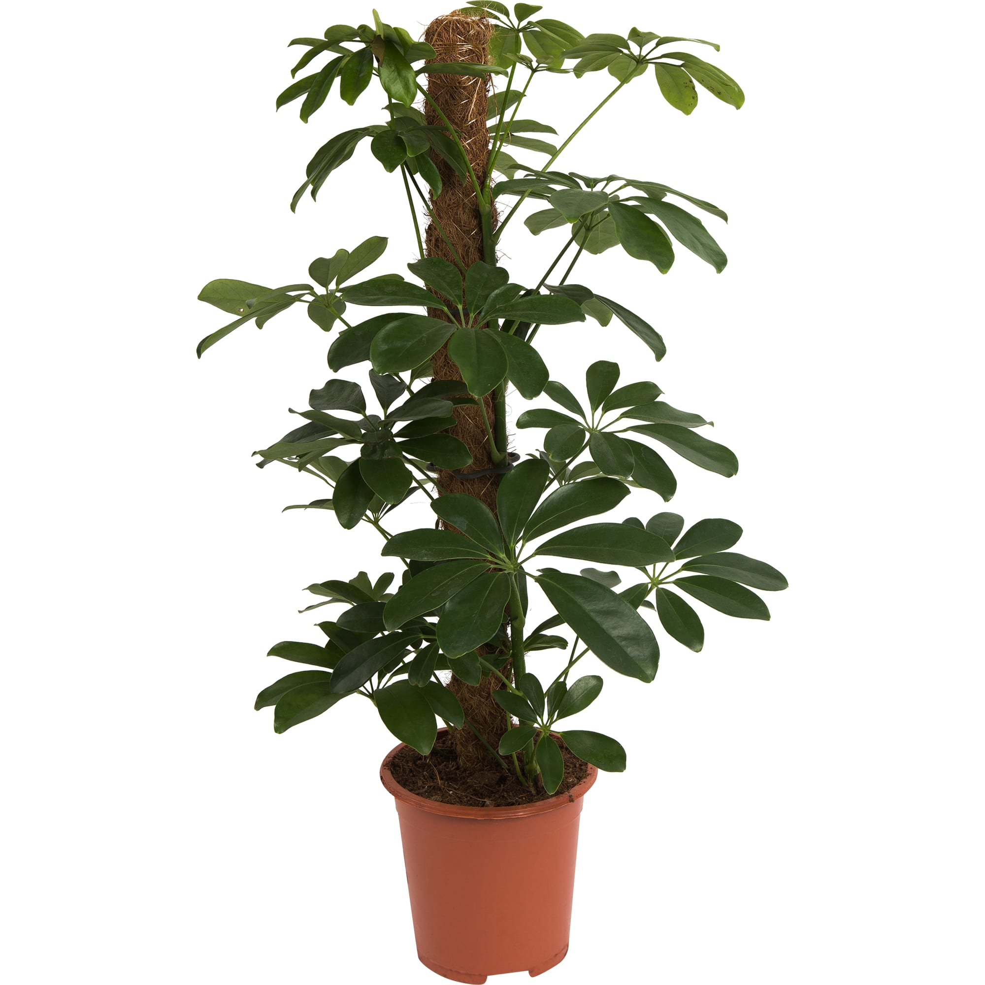 82578747 Шеффлера голд капелла d17 h80 Santreyd 