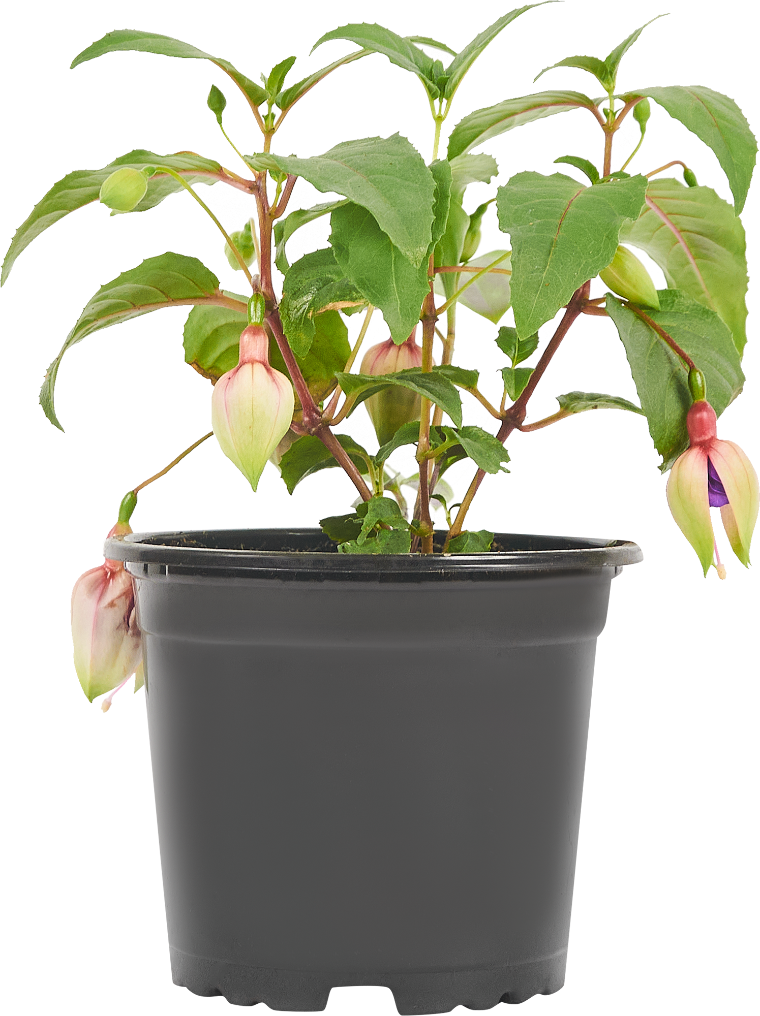 Фуксия Santreyd - цветущий саженец для сада и дома 83273240 STLM-0040079