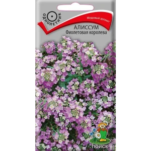 Семена цветов Поиск алиссум Фиолетовая королева