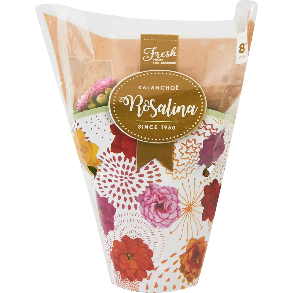 Каланхое Каландива мини Santreyd - цветущее украшение интерьера 85324984 STLM-0061541 - Вид №6