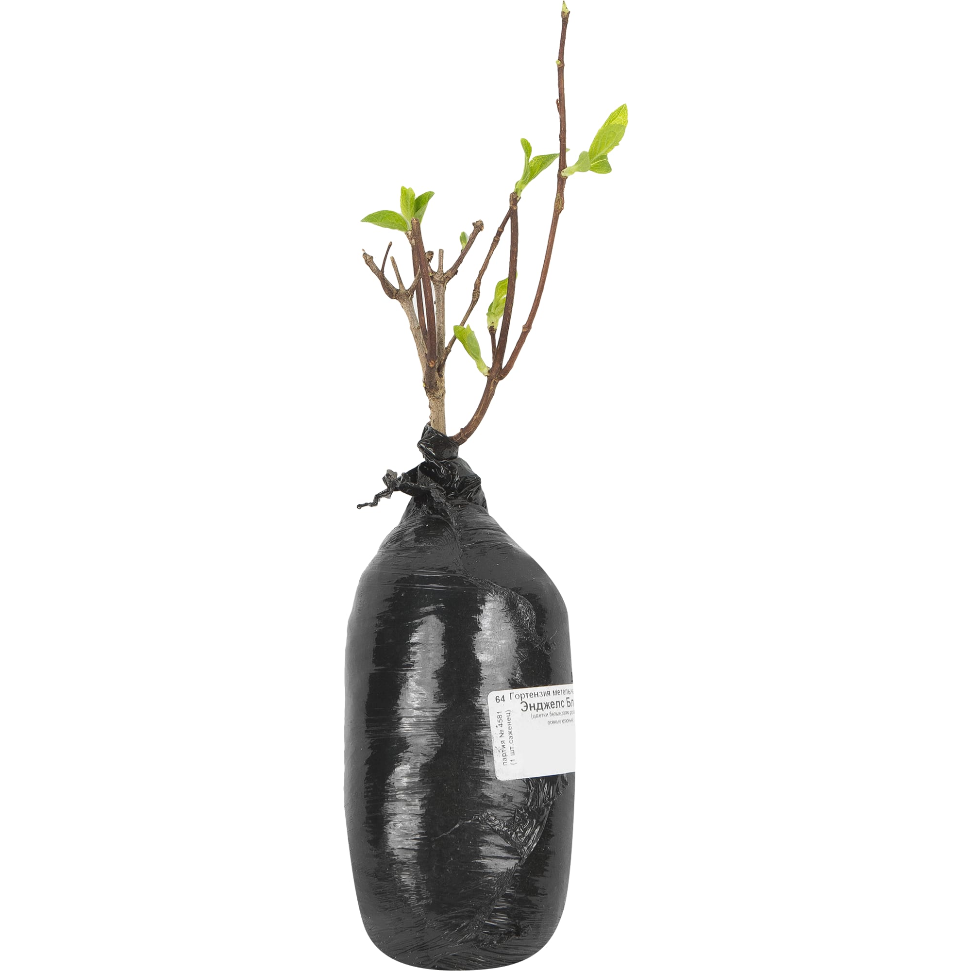 83786893 Гортензия метельчатая Энджелс блаш.пак h40 см Santreyd  - Вид №1