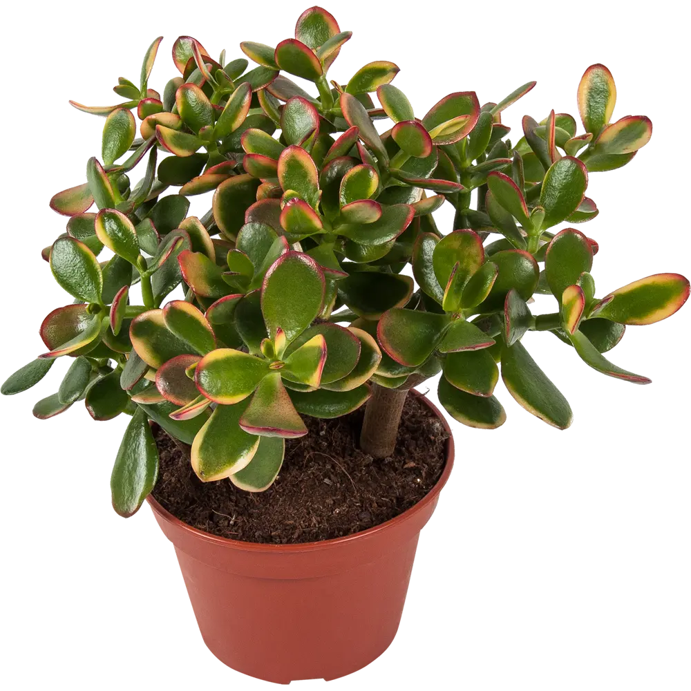 Santreyd Крассула - живой суккулент для современного интерьера 82580121 STLM-0030564