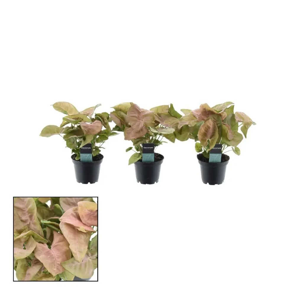 Сингониум Неон Робуста - комнатное растение с яркой зеленой листвой 89434629 Santreyd STLM-1582288