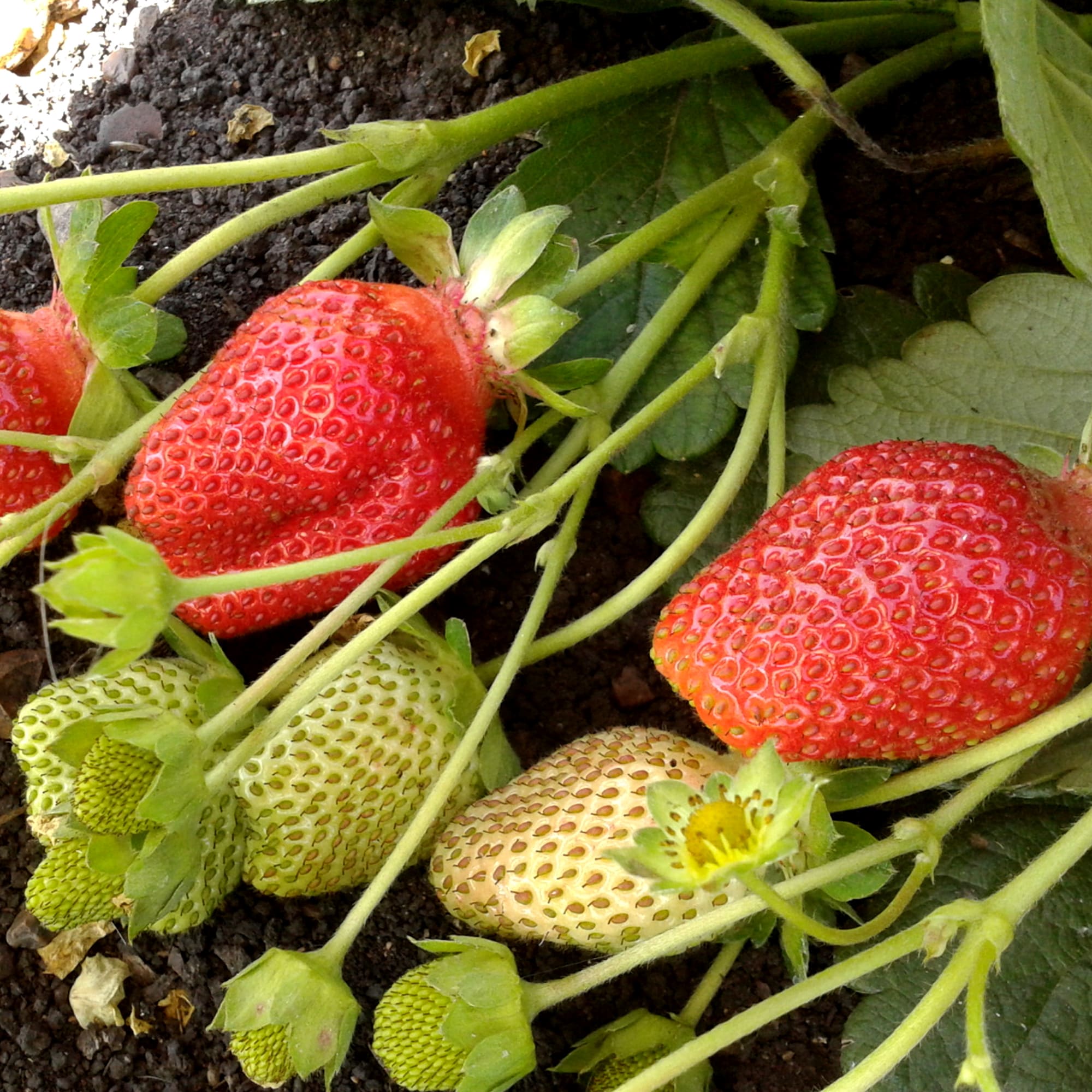 81954882 Земляника садовая «Вима Рина» (клубника) Santreyd 