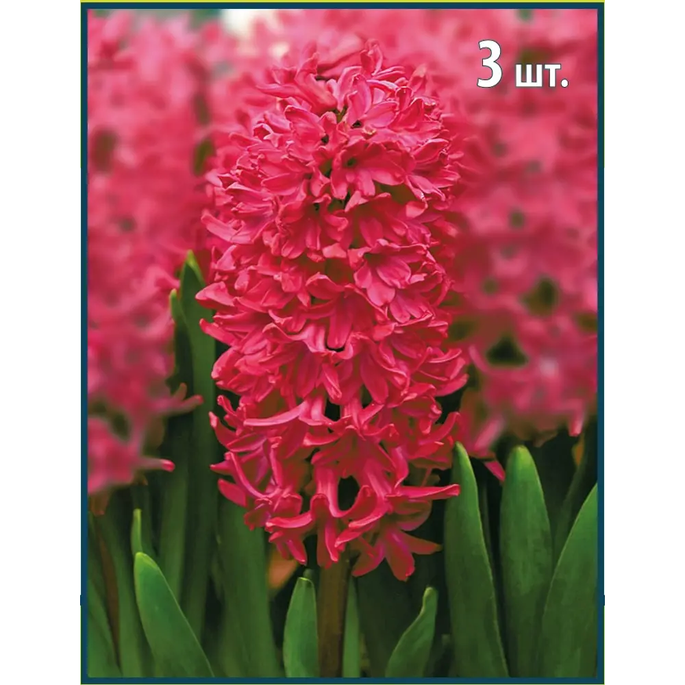 Гиацинт Ян Бос - луковицы для выгонки и сада, 3 шт 88294690 Santreyd STLM-1580552