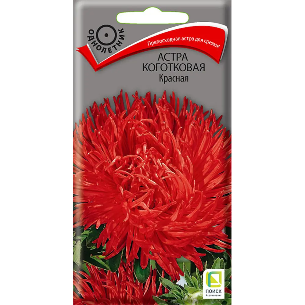 ПОИСК Астра коготковая Этерна - роскошные красные соцветия для срезки 89401097 STLM-1565066