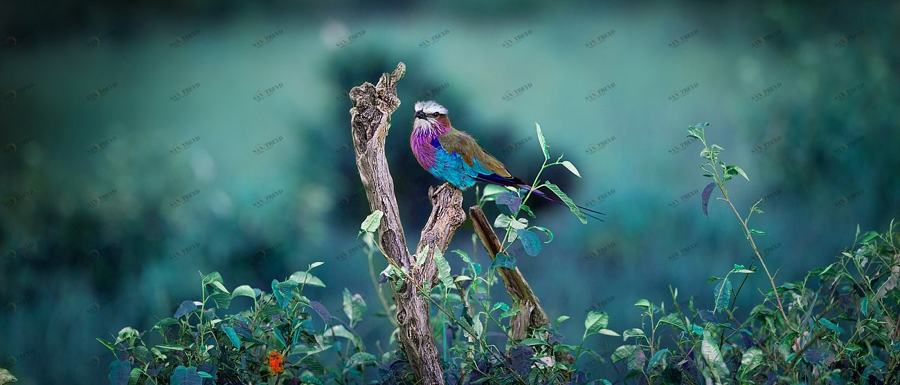 Панно на стену пластификация 20х46 см "Сиреневогрудая сизоворонка" PANKOVSKY STUDIO ПЛАСТИФИКАЦИЯ 015928 Зеленый;коричневый;разноцветный 