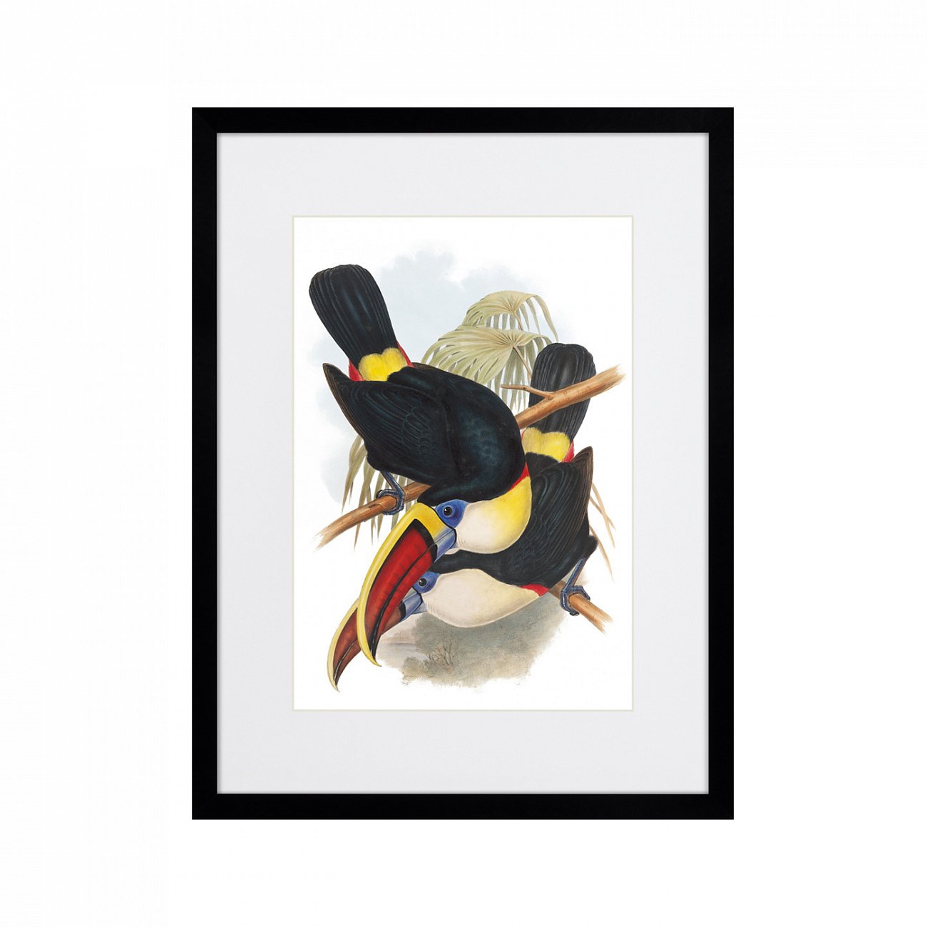Литография на тонированной бумаге 42х32 см Toucans №2, 1849г. КАРТИНЫ В КВАРТИРУ  264535 Белый;коричневый;разноцветный  - Вид №1