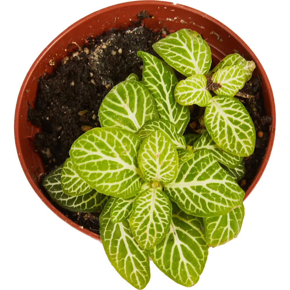 Фиттония микс Santreyd - комнатное растение с декоративными листьями 85324865 STLM-0061477 - Вид №3