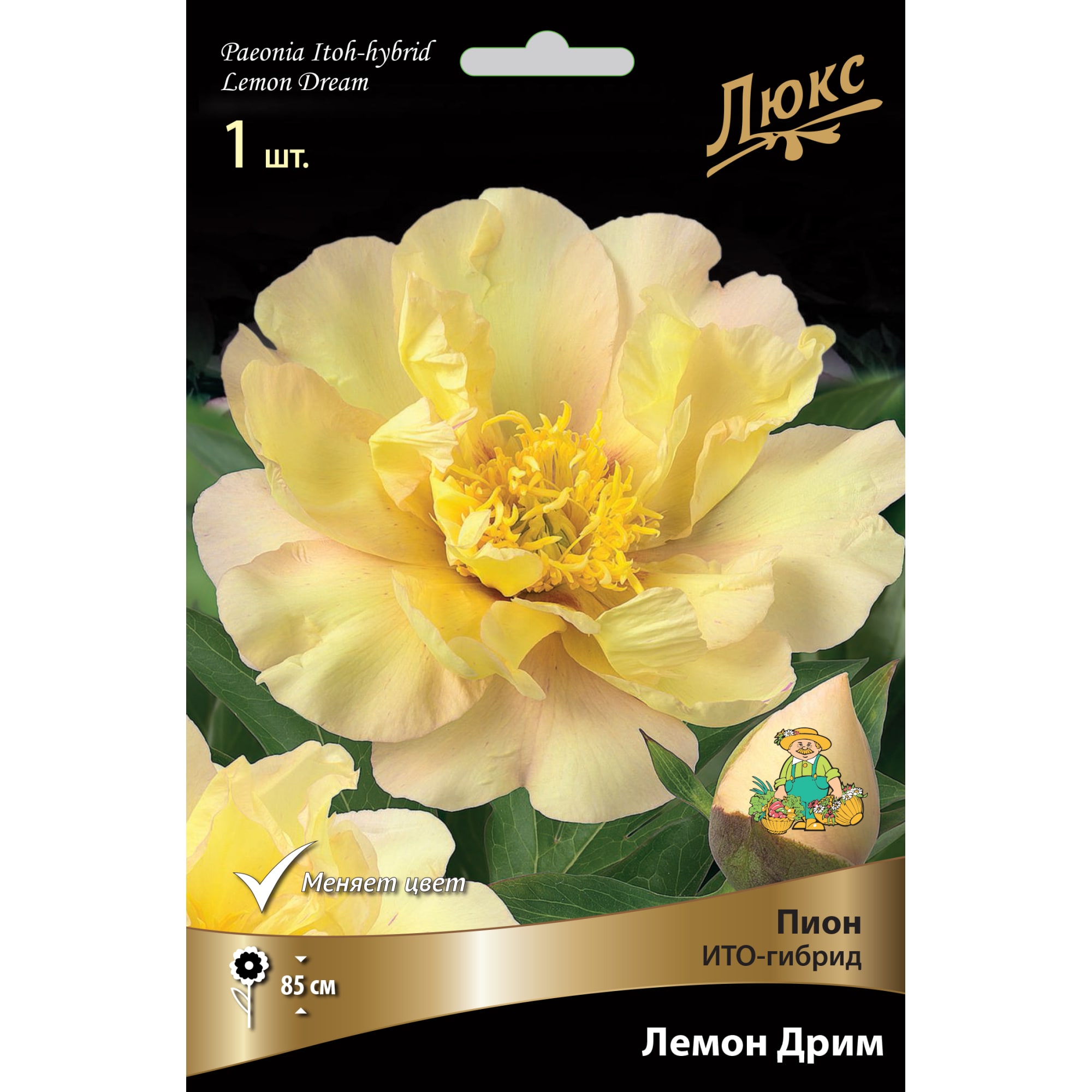 82661886 Пион ито-гибрид «Лемон Дрим» разбор 2-3 Santreyd 