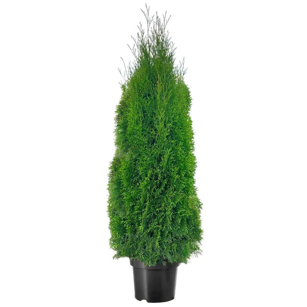 Santreyd Туя западная Смарагд - вечнозеленый хвойный акцент для сада 85478031 STLM-1508152