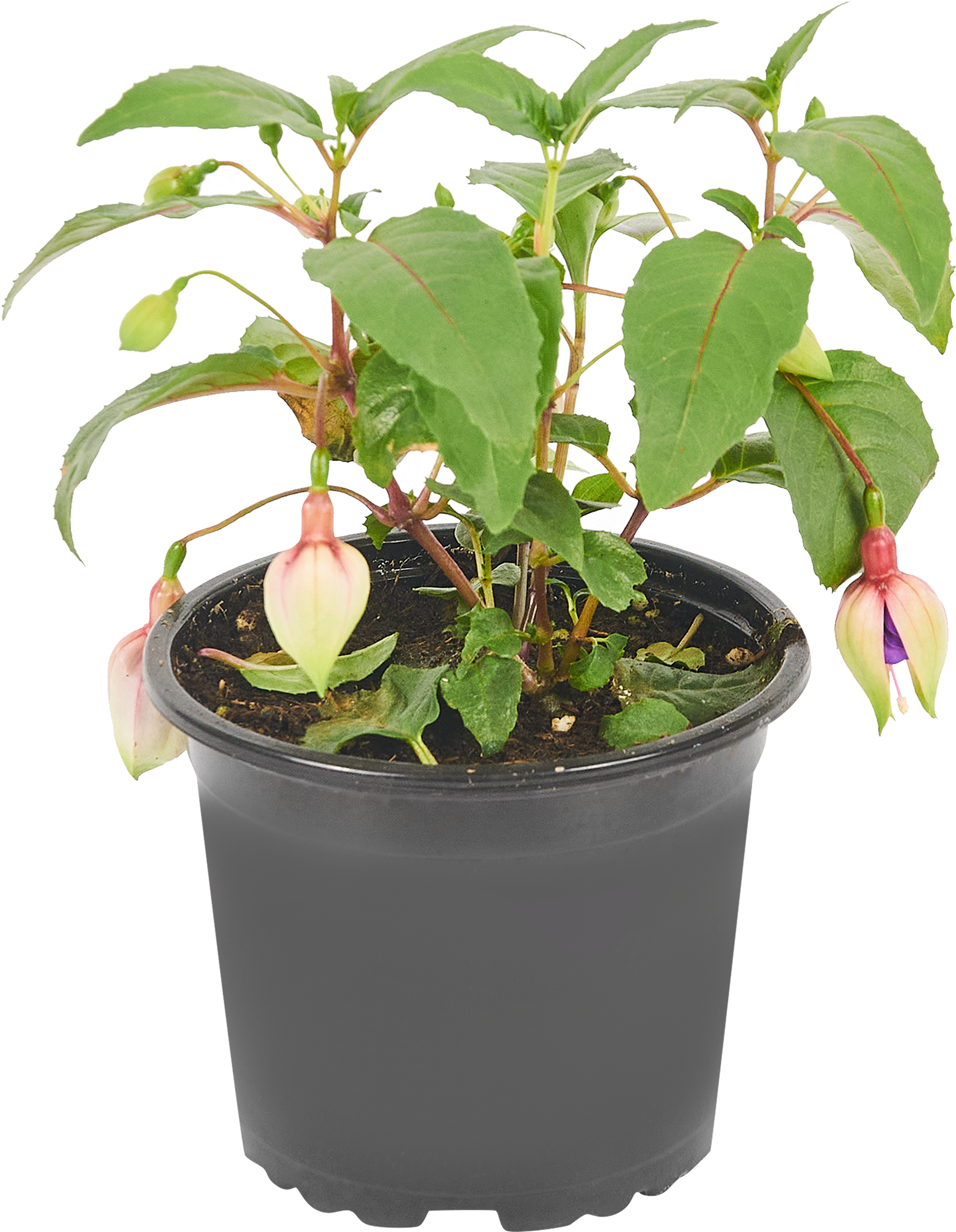 Фуксия Santreyd - цветущий саженец для сада и дома 83273240 STLM-0040079 - Вид №1