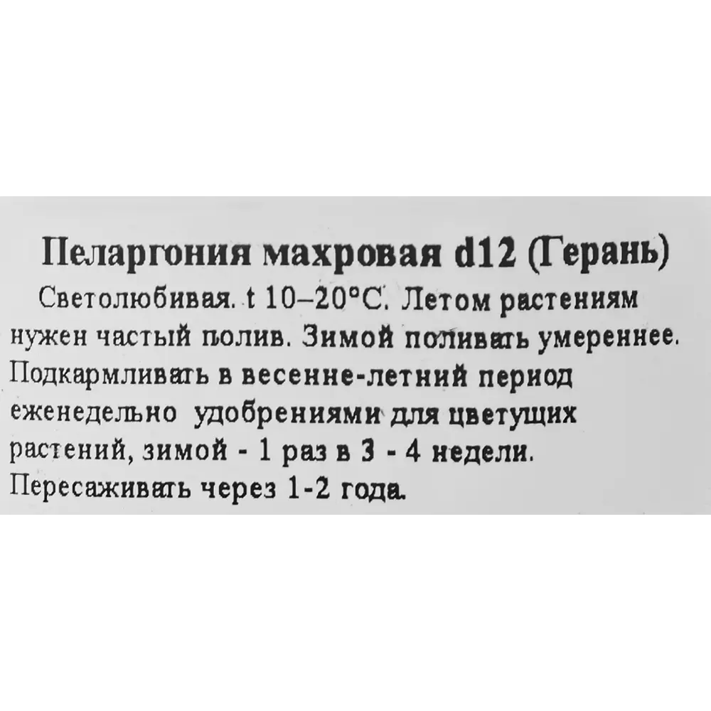 Герань Santreyd - яркое многолетнее растение для дома и сада 83248144 STLM-0039917 - Вид №2