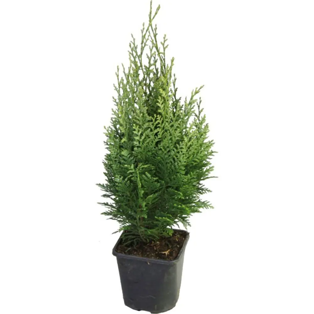 Кипарисовик Лавсона Элвудс Эмпайр ø13 h40 - 45 см 87691136 STLM-2130474 PLANTMARKET 