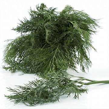 Укроп Santreyd 1866