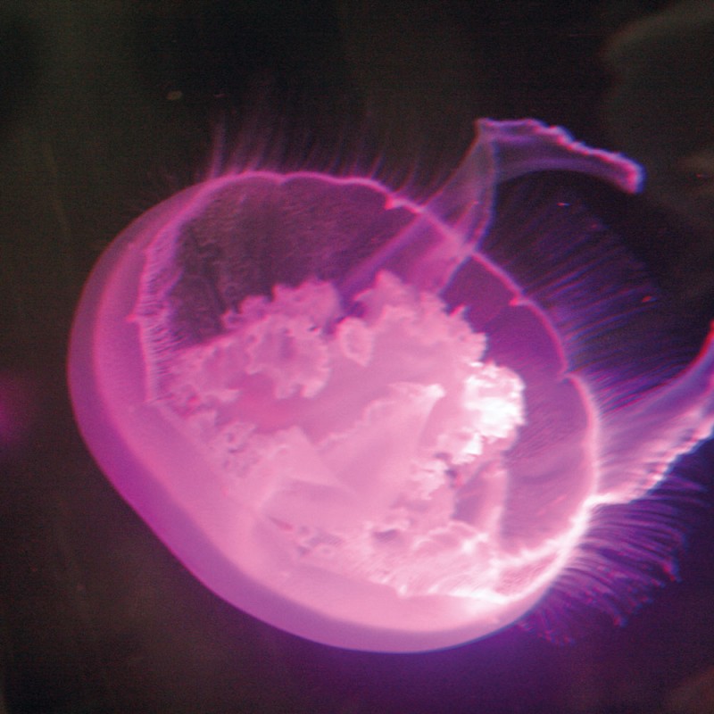 1226/C Картина 1226 Adriani e Rossi 