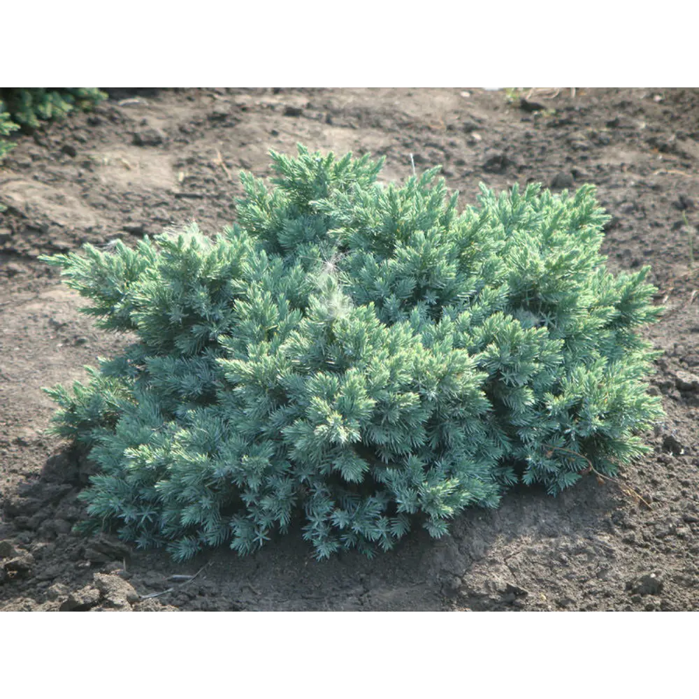 Можжевельник чешуйчатый Блю Свиде ø17 h20 - 30 см PLANTMARKET STLM-2124189