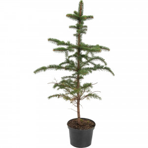82596774 Ель колючая 15x40 см
