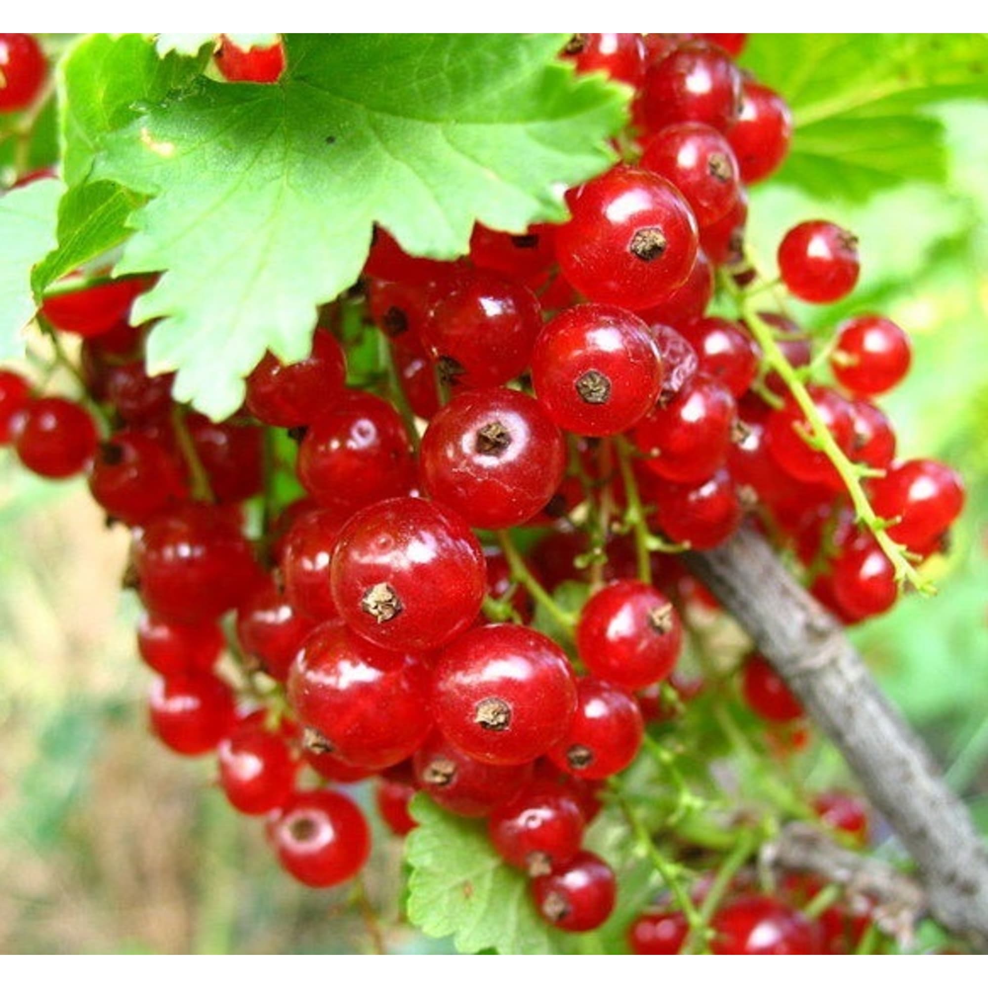 82597128 Смородина красная «Ранняя сладкая» C2 высота 40 см Santreyd  - Вид №2