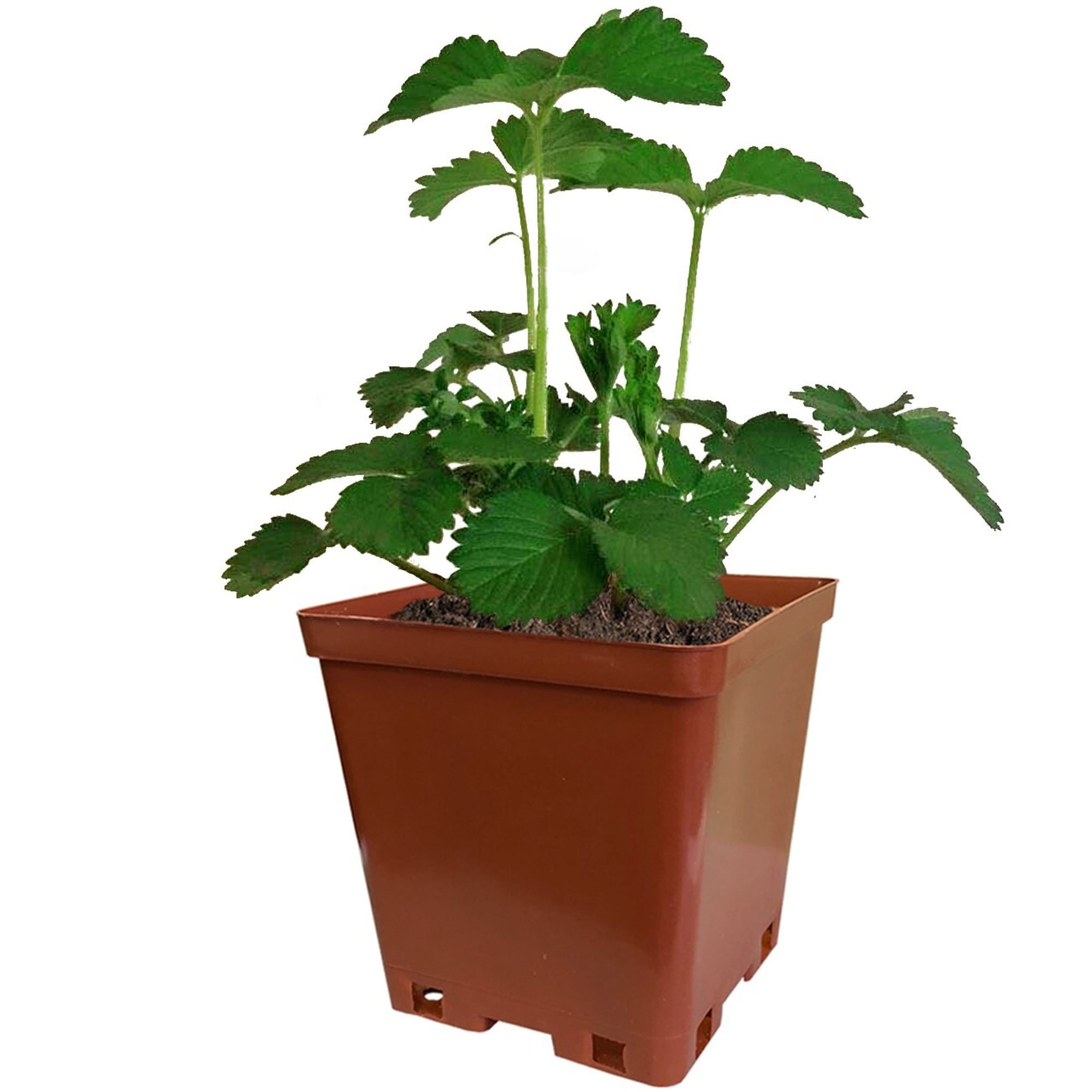 82596900 Земляника садовая «Зенга-Зенгана» C2 Santreyd  - Вид №1