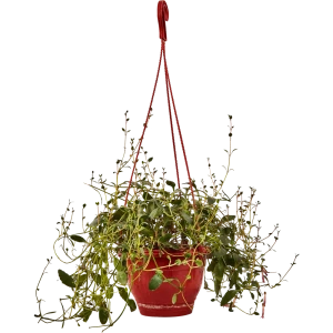 Santreyd Каланхое Мангини - цветущий суккулент для интерьера 89296620