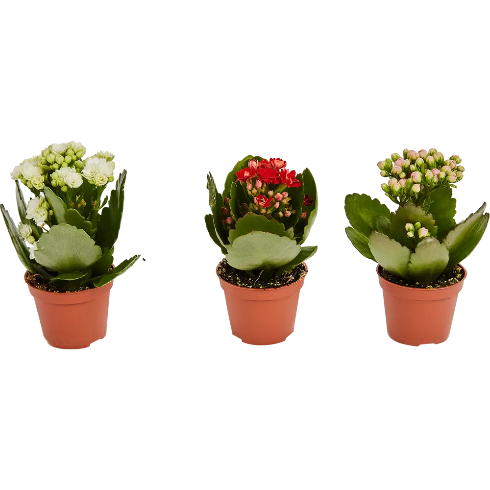 Santreyd Каланхоэ мини микс - цветущий суккулент для дома 82579806 STLM-0030534 - Вид №3