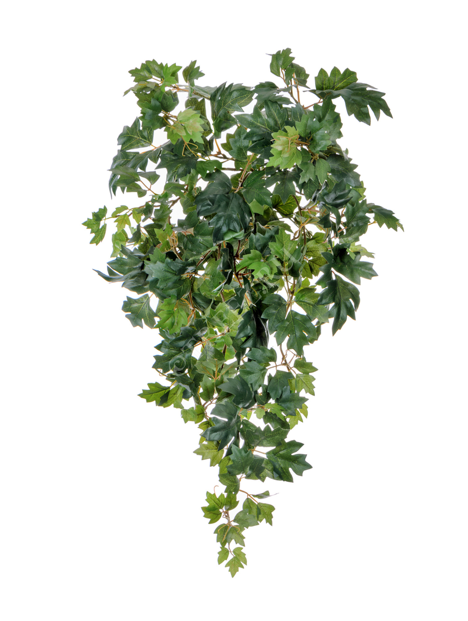 20.1190N Циссус ампельный Цветочная коллекция 