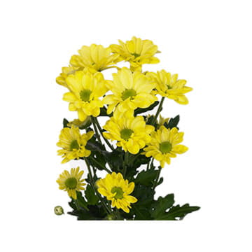 Хризантема кустовая бакарди крем просекко 70 см Santreyd 25254 - Вид №1