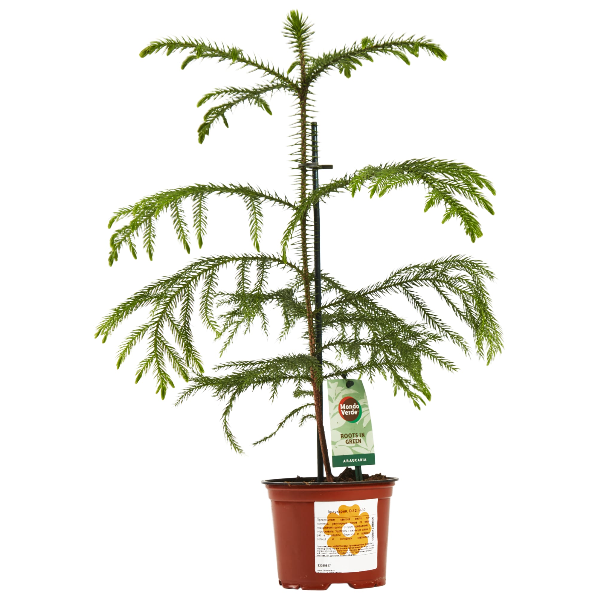 82399617 Араукария 12x30 см Santreyd  - Вид №3