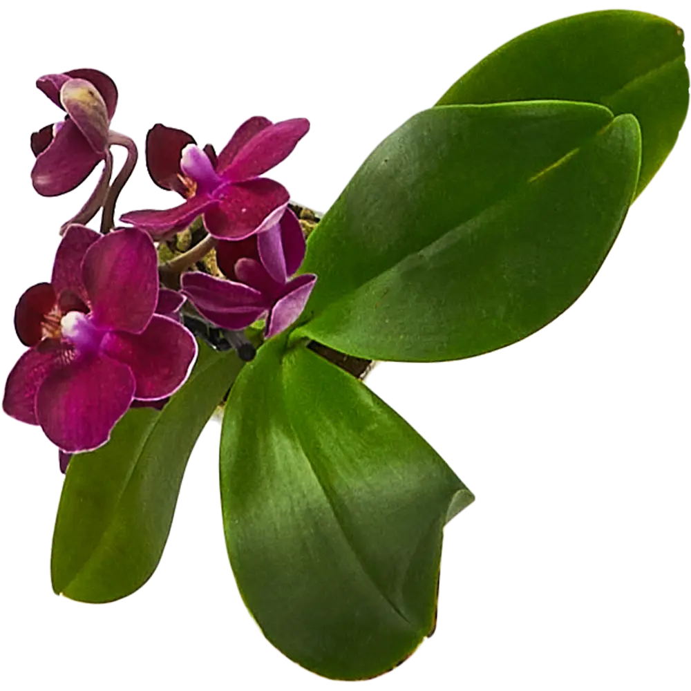 Santreyd Орхидея Фаленопсис мини - цветущее совершенство в вашем интерьере 85324971 STLM-0953531 - Вид №4