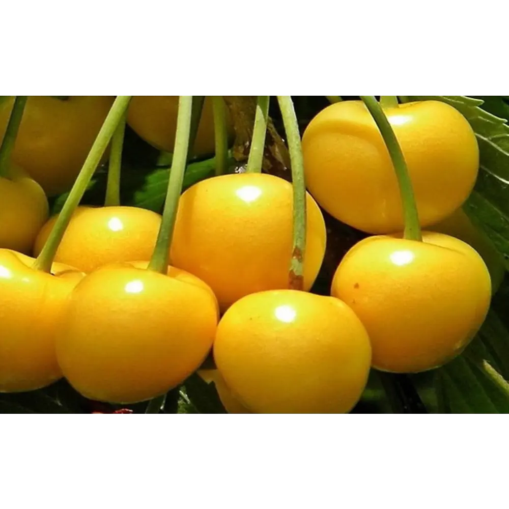 Саженец черешни Рондо - желтоплодный сорт для сада 89432289 PLANTMARKET STLM-1580668