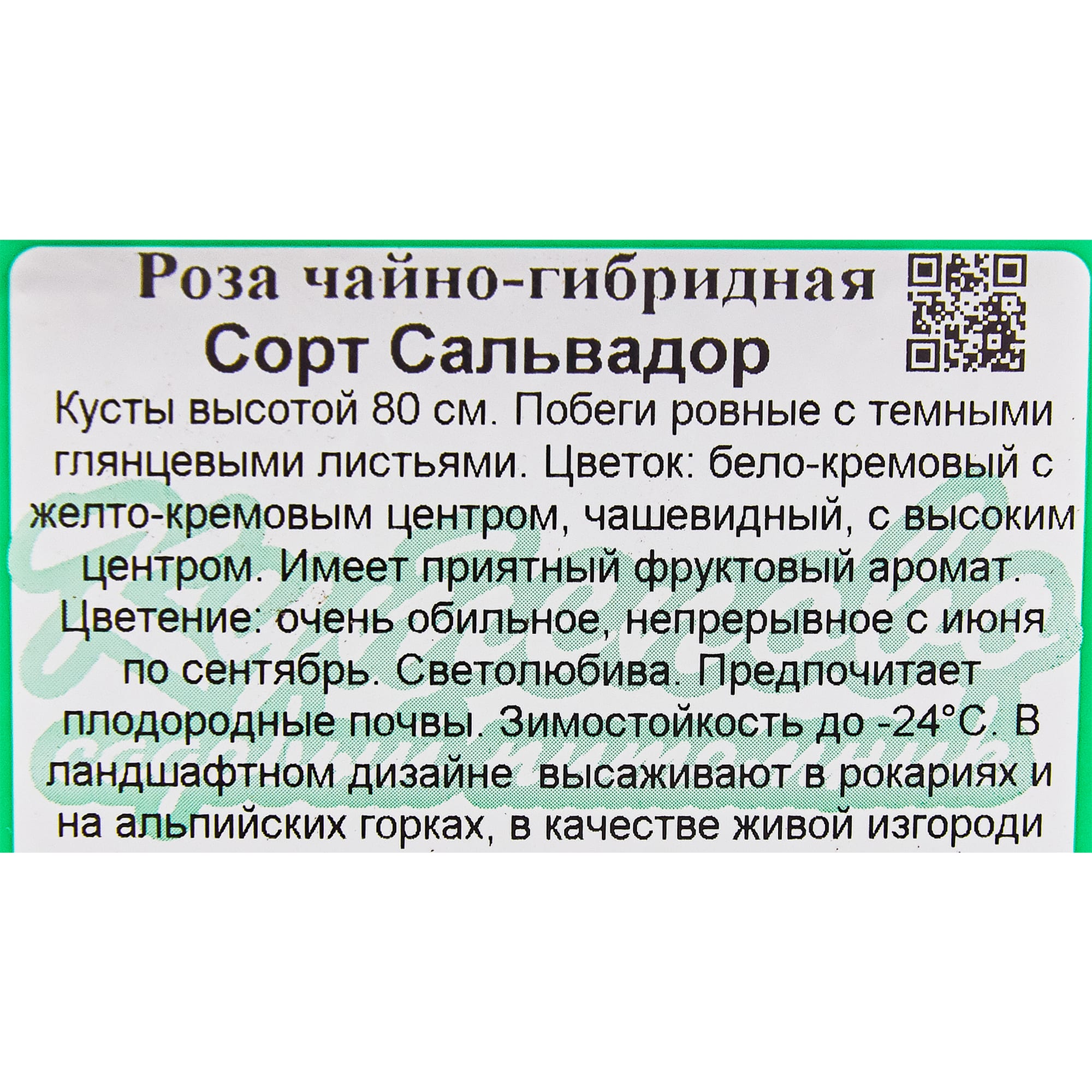 82594798 Роза чайно-гибридная «Сальвадор» 15x30 см Santreyd  - Вид №1