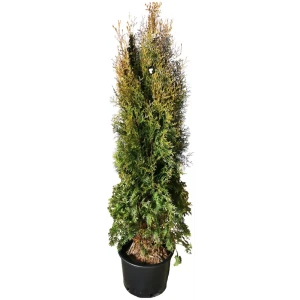 Туя западная Пирамидалис h180 см - вечнозеленое хвойное растение для ландшафтного дизайна 84506311